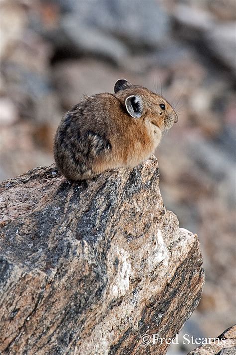 Rocky Mountain National Park American American Pika Stearns