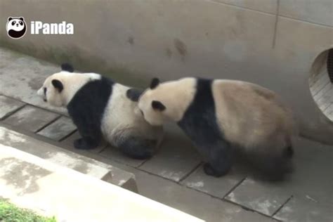 Watch Giant Pandas Have Sex For Record Time