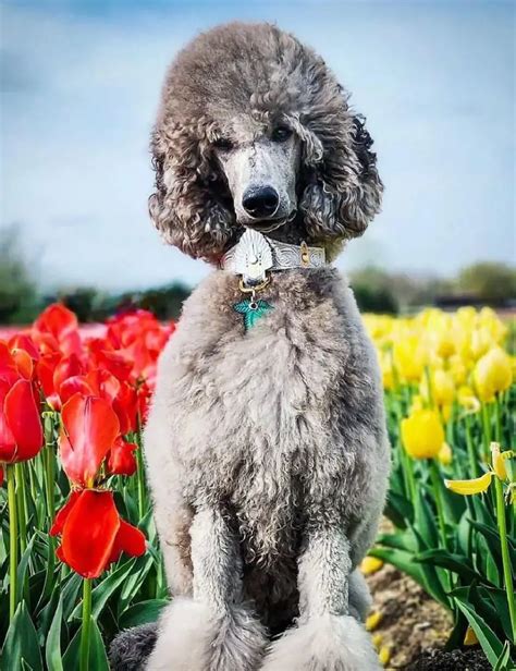 100 Poodle Dog Names That Are Both Classy And Cute