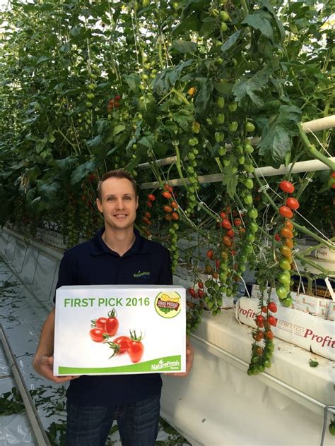Us Naturefresh Picks First Ohio Grown Tomz Tomatoes
