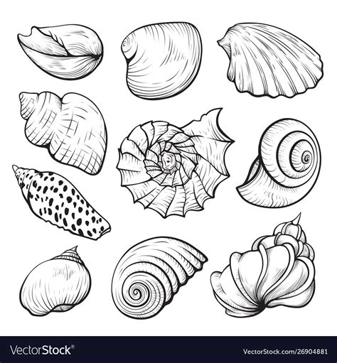 Sea Shell Hand Drawn Isolated Set Royalty Free Vector Image