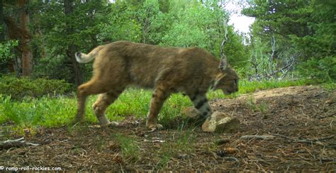 Romping And Rolling In The Rockies A Bobcats Prey Escapes
