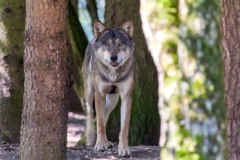 Between The Trees Wolf Tierpark Hellabrunn Peter Specht Flickr