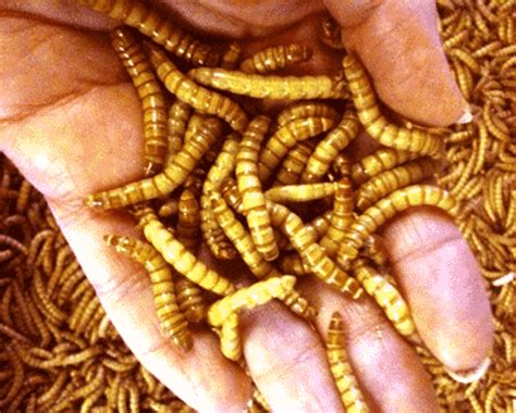 250 Giant Mealworms Rainbow Mealworms
