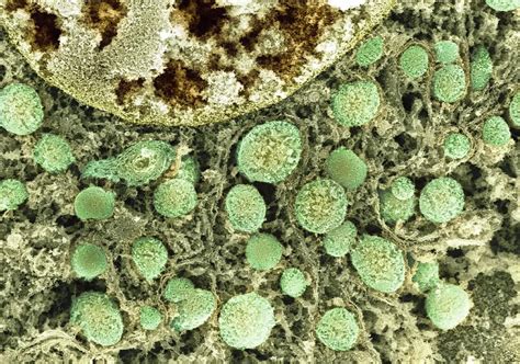 Cell Organelles Sem Photograph By Dr David Furness Keele University