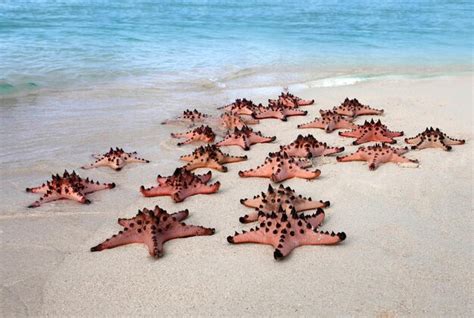 Premium Photo Tidepool Treasures Starfish Chronicles In Coastal