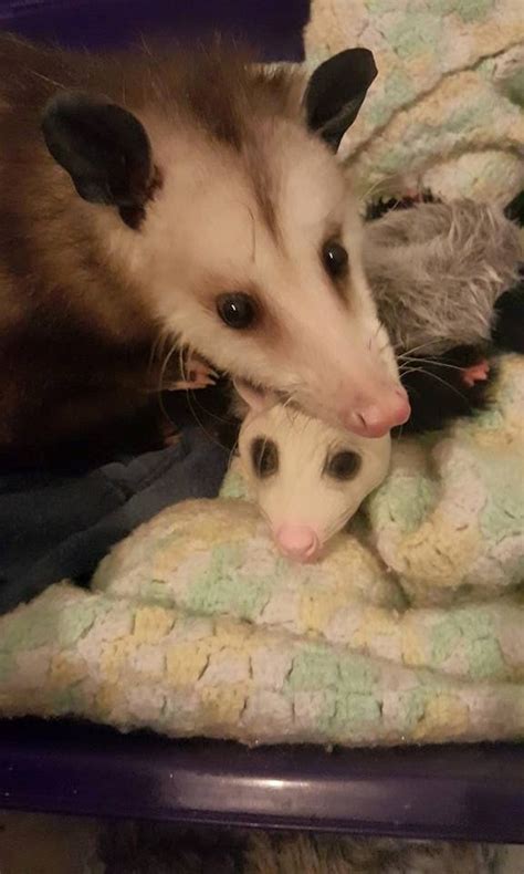 Pin On Opossum My Possum