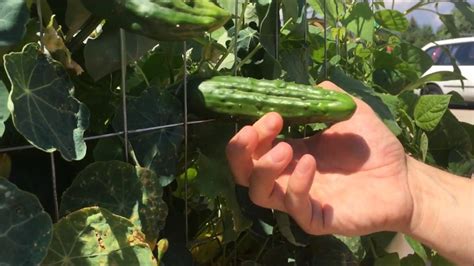 Harvesting Cucumbers Youtube