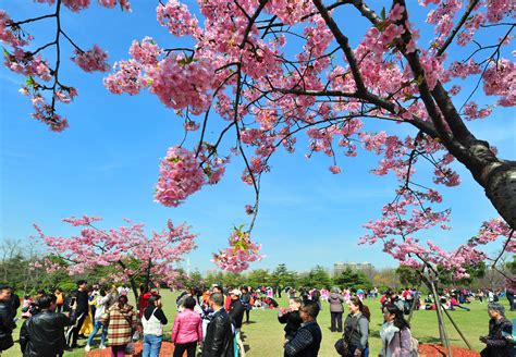 Cherry Blossom Festival Is Popular Shine News