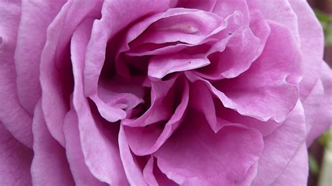 Closeup Pink Rose Free Stock Photo Public Domain Pictures