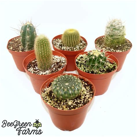 Assorted Cactus In 4 Pots Live Cacti T Garden Etsy