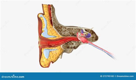 An Outer Ear Infection Also Called Otitis Externa Stock Illustration