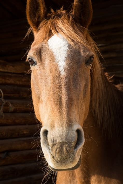 Horse Portrait Face Free Photo On Pixabay