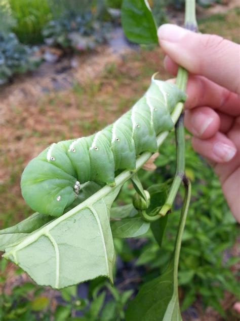 Tomato Horn Worms Wayne County Integrated Pest Management