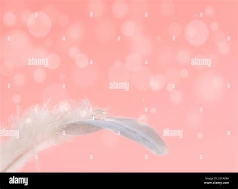 Water on a bird's feather Stock Photo - Alamy