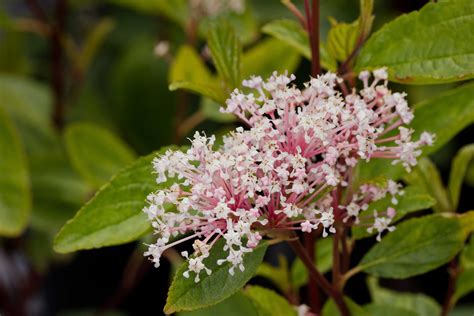 Ceanothus Pallidus ‘marie Simon The Watershed Nursery