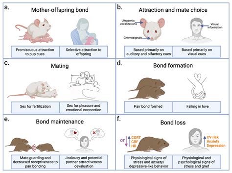 Biology Free Full Text The Neurobiology Of Love And Pair Bonding