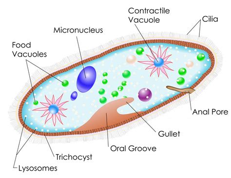 What Is Paramecium With Pictures