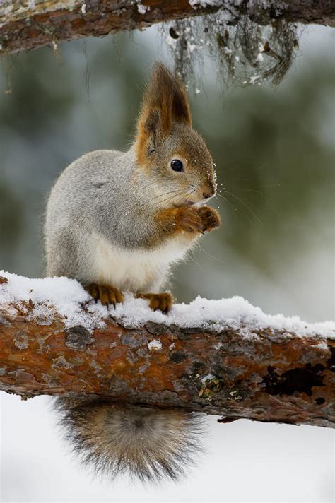 Winter Red Squirrel Photograph By Andy Trowbridge Fine Art America