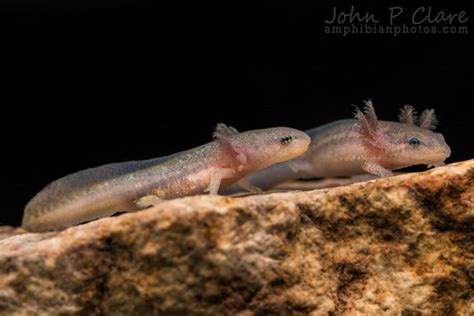 Streamside Salamander Larvae Ambystoma Barbouri Larvae A Flickr