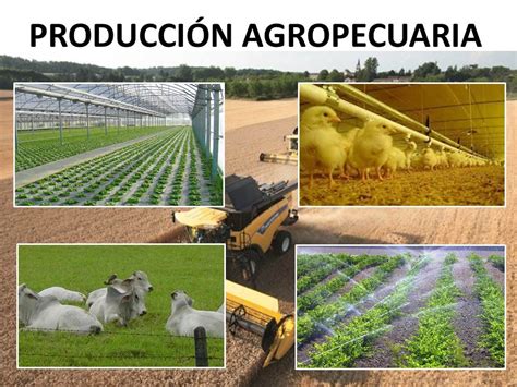 Producción Agropecuaria Efa La Malvesia