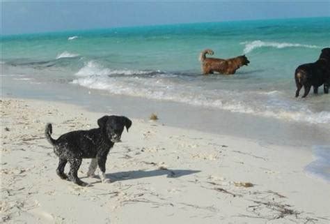 Une plage de sable fin une mer turquoise et des chiots à câliner