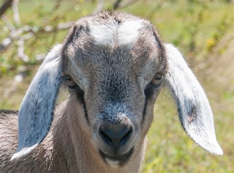 Filebaby Goat Face In Margarita Island