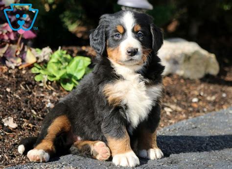 Tilly Bernese Mountain Dog Puppy For Sale Keystone Puppies