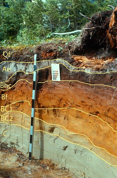 Podzolic Order Soils Of Canada