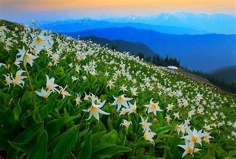 Flower Avalanche By Inge Johnsson Lilies Of The Field Washington