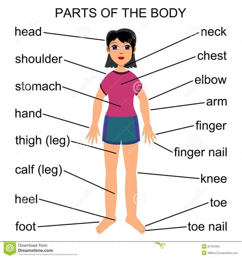 Two tasks to revise body parts. Pin em aruna