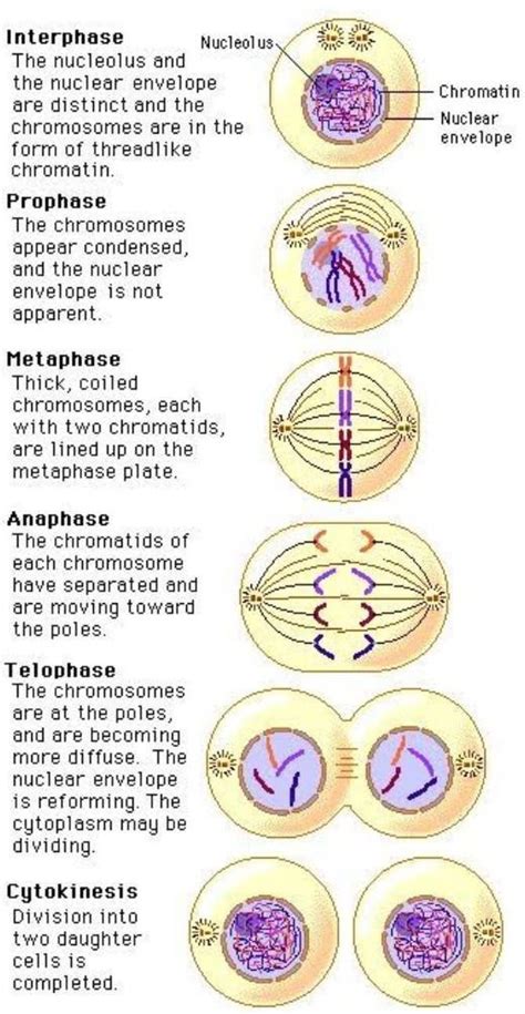 Identifying Mitosis Stages