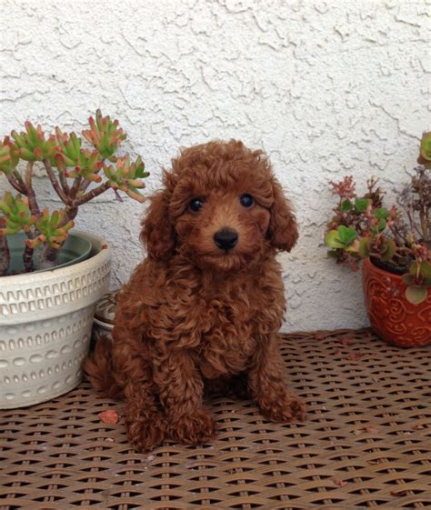 Cute Little Red Boy Pets Miniature Poodle Puppies