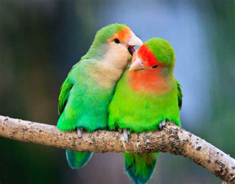 Les 8 Meilleurs Perroquets Verts à Garder Comme Animaux De Compagnie