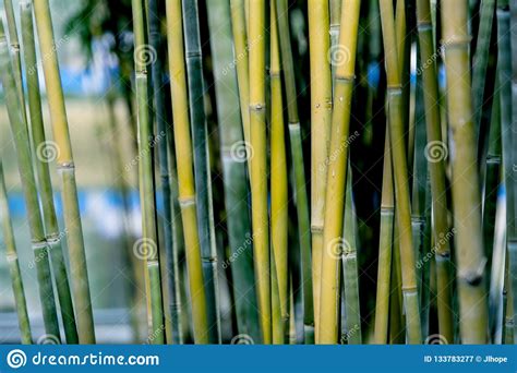 Closeup Of Bamboo Background Stock Image Image Of Sunlight