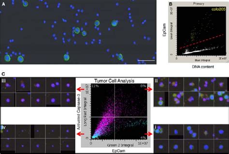Figure 1 From Leveraging Image Cytometry For The Development Of