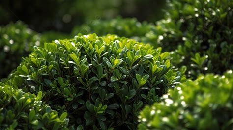 Boxwoods Grow Quickly And Are Well Suited For Natural Landscaping