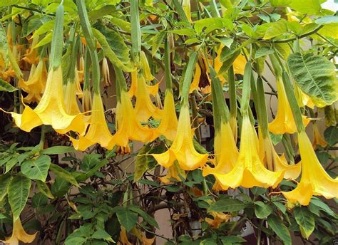 Angel Trumpet Yellow Brugmansia Seeds Huge Fragrant Trumpet Flowers