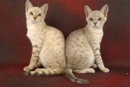 Australian mist cat breed information | uk pets. Australian Mist - Zaseeta