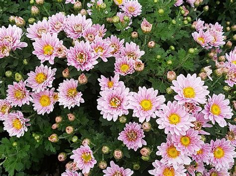 Autumn Chrysanthemum Flowers Free Photo On Pixabay