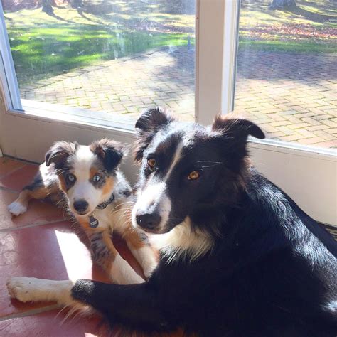 Border Collie And Aussie Puppy With Pretty Puppy Dog Eyes Mini Aussie