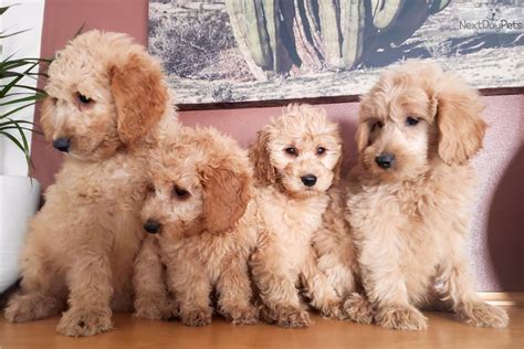 Goldendoodle Puppy For Sale Near Madison Wisconsin 180fe694 8cd1