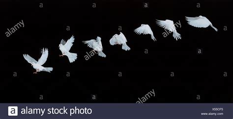 White Doves In Flying High Resolution Stock Photography And Images Alamy