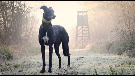 Frosty Walk With The Lurchers Youtube