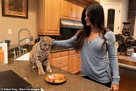 Being dense with nutrition, wheatgrass powder can strengthen the body during this period and supplement all the important vitamins and. Texas couple share their home with two BOBCATS | Daily ...