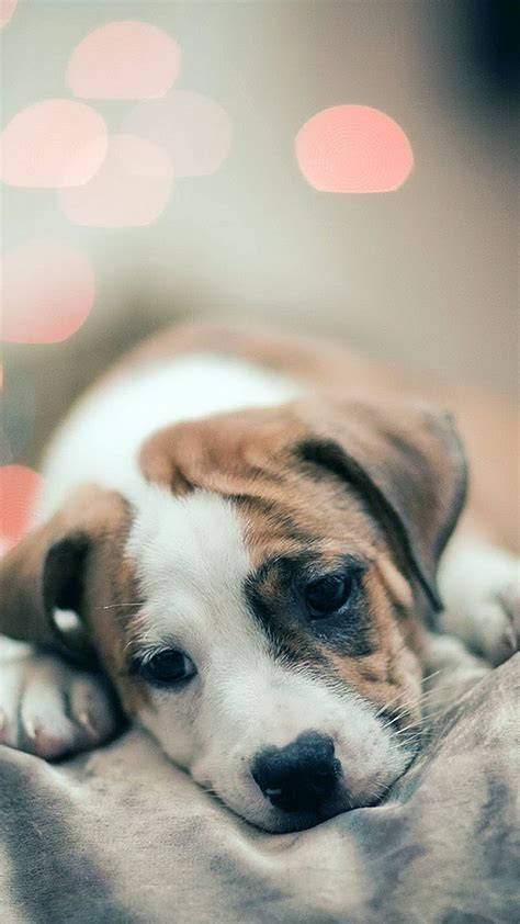 Cute Sad Puppy Wallpapers On Wallpaperdog