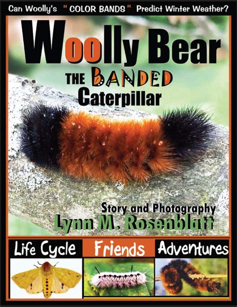 Woolly Bear The Banded Caterpillar Life Cycle Friends And Adventures Kindle Edition By