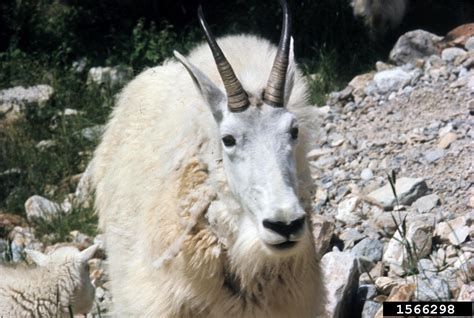 Mountain Goat Oreamnos Americanus