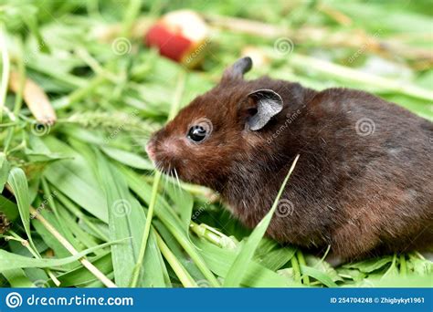 The Brown Hamster Is Taken From The Side Stock Photo Image Of Small