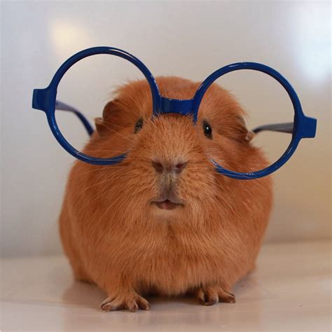 Funny Guinea Pigs — Guineapiggies Via Fouradventurers